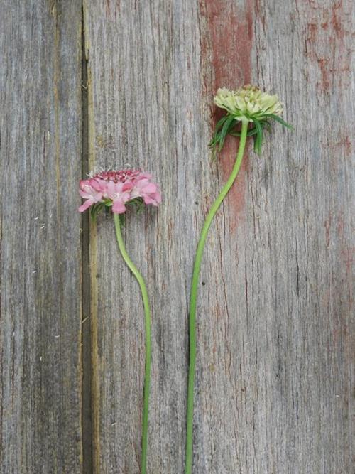 ANNUAL PINK SCABIOSA